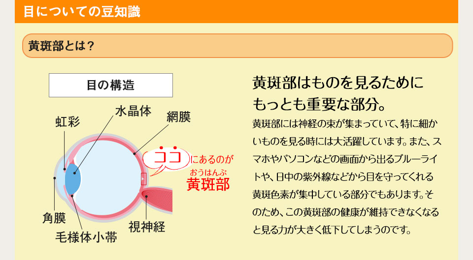 目についての豆知識　黄斑部とは?