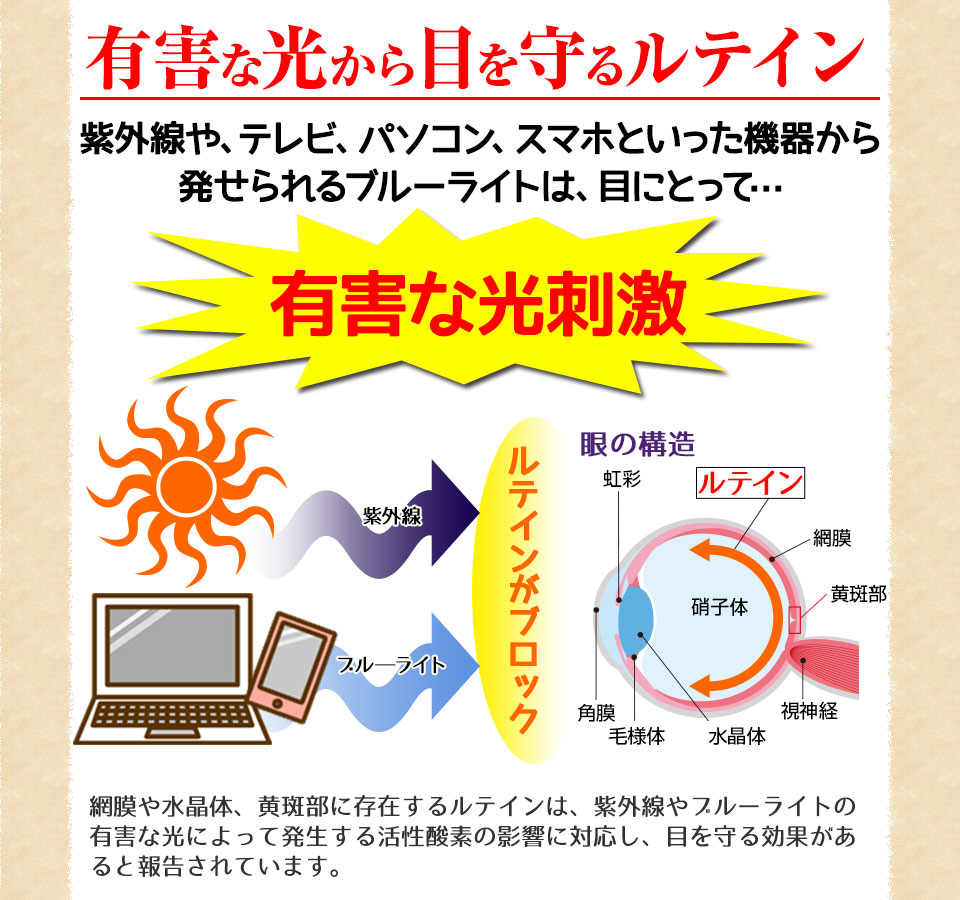 有害な光から目を守るルテイン