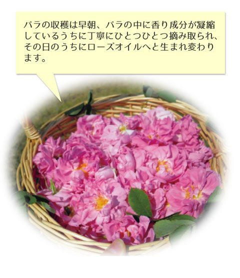バラの収穫は早朝、バラの中に香り成分が凝縮しているうちに丁寧にひとつひとつ摘み取られ、その日のうちにローズオイルへと生まれ変わります。