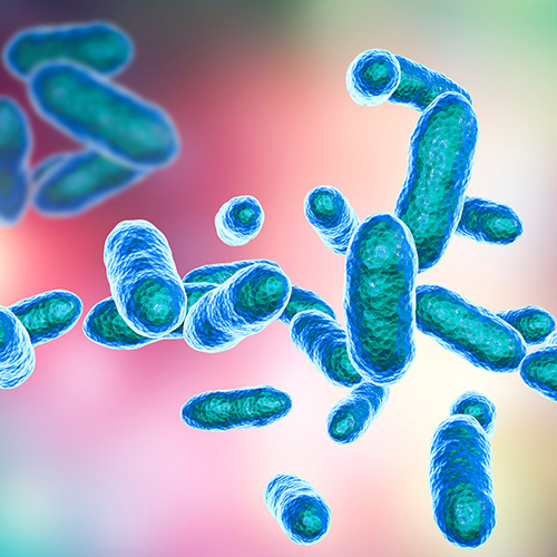 Tannerella forsythia