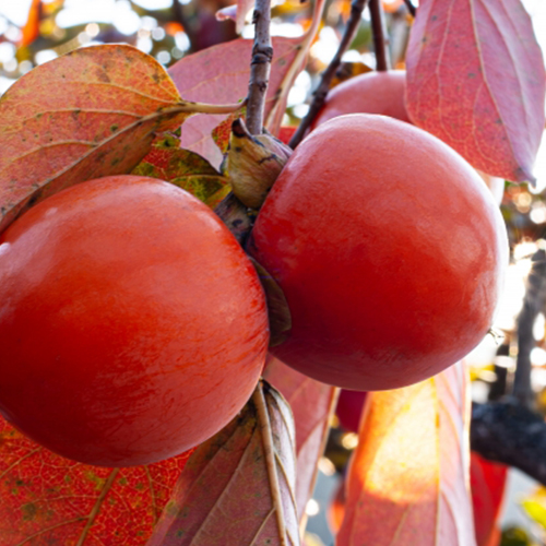 柿抽出物（柿渋）